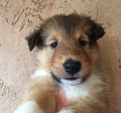 Goliath 5 wks